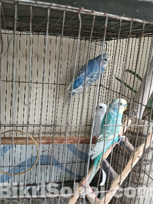 জাপানিজ আর ক্লাসিক বাজরিগার এর ক্রস